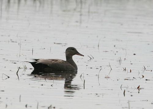 ����� ����